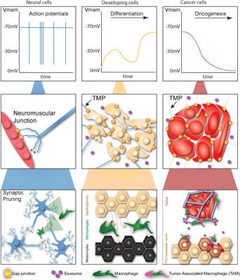 Beyond Neurons: Long Distance Communication in Development and Cancer